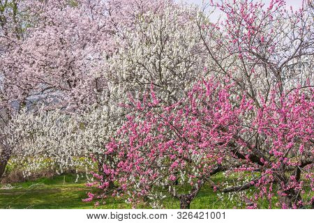 View Of Cherry And Peach Blossom Trees Chikuma River Park(public Park) ,obuse Town, Nagano Prefectur