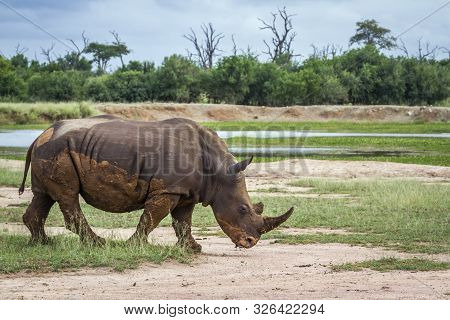 Southern White Rhinoceros Walking In Hlane Royal National Park Scenery, Swaziland ; Specie Ceratothe
