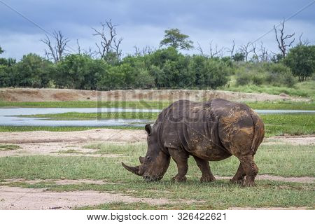 Southern White Rhinoceros Grazing In Hlane Royal National Park Scenery, Swaziland ; Specie Ceratothe