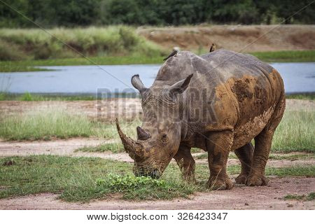 Southern White Rhinoceros In Hlane Royal National Park, Swaziland ; Specie Ceratotherium Simum Simum