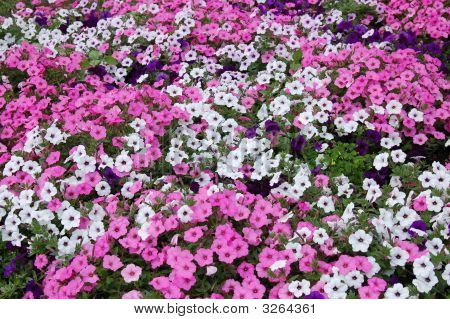 purpurrote Blume