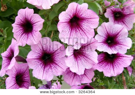 Lila Blüte