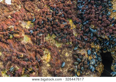 Stones Covered With Black Mussels From The Black Sea