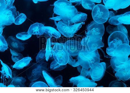 Common jellyfish in aquarium lit by blue light