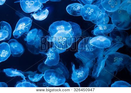 Common jellyfish in aquarium lit by blue light