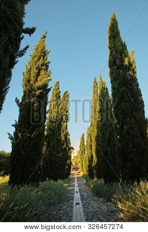 Cypress Trees Rows And Pedestrian Pathway. Planting Of Greenery