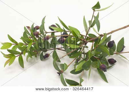 Twig With Ripe Myrtle Berries Twig With Ripe Myrtle Berries
