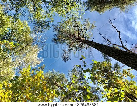Tall Pine Treetall Dry Pine Trees Against The Blue Sky. The Tops Of Tall Trees In A Pine Forest. Con