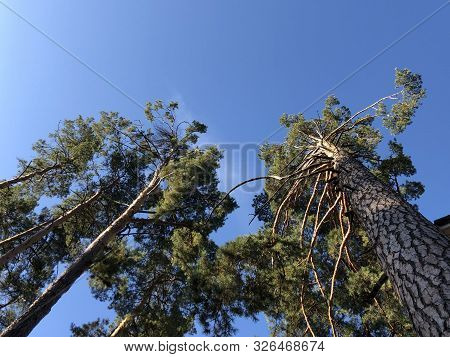 Tall Pine Treetall Dry Pine Trees Against The Blue Sky. The Tops Of Tall Trees In A Pine Forest. Con