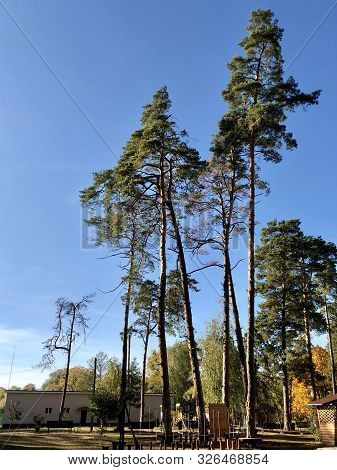 Tall Pine Treetall Dry Pine Trees Against The Blue Sky. The Tops Of Tall Trees In A Pine Forest. Con