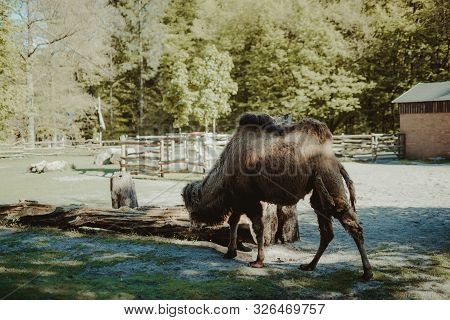 Image Of The Camel And Th Young One Taken In Park.
