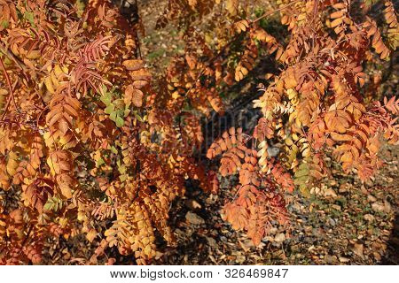 Branches Of Rowan With Orange Leaves In Autumn
