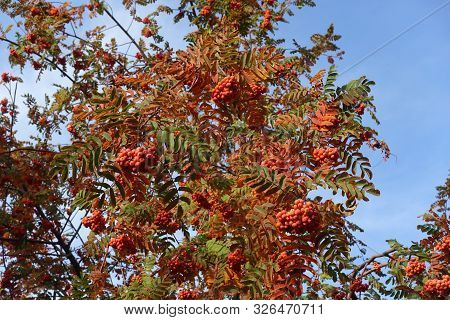 Colorful Foliage And Berries Of Rowan Against Blue Sky In Autumn