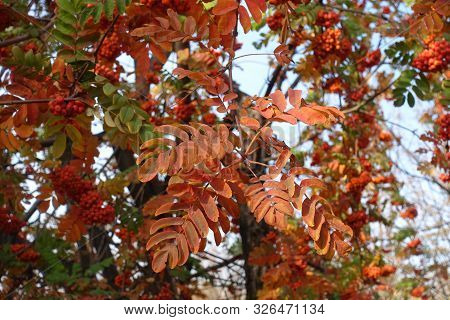 Orange Leaves On Branches Of Rowan In Autumn