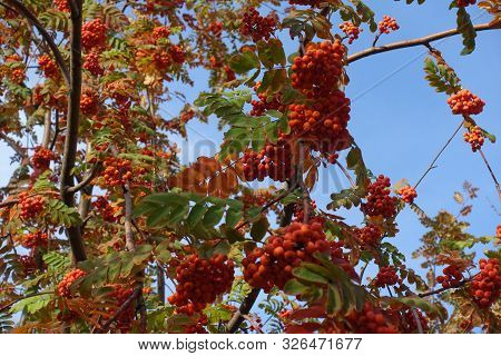 Red Berries And Colorful Autumnal Foliage Of Rowan Against Blue Sky
