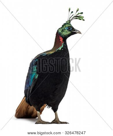 Himalayan monal, Lophophorus impejanus, also known as the Impeyan monal and Impeyan pheasant standing against white background