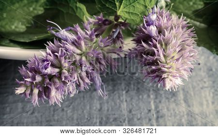 Lofant Lophanthus Anisatus Is A Medicinal Plant With Bio-stimulating Effect