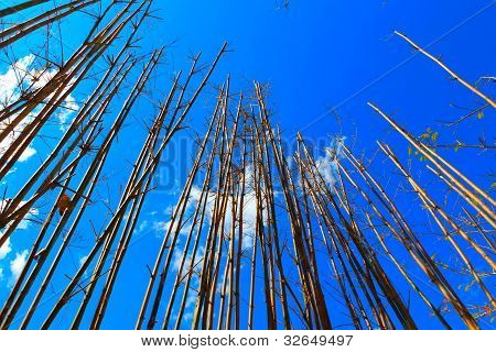 Bambu
