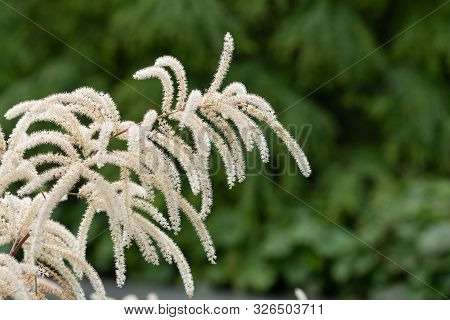 Brides Feathers (aruncus Diocus)