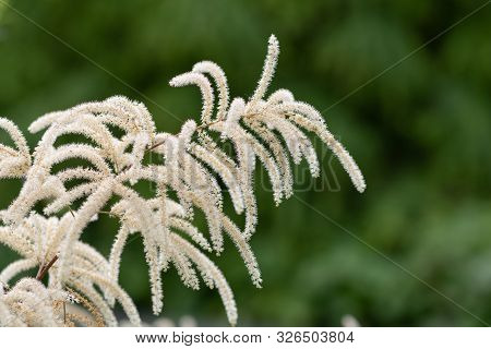 Brides Feathers (aruncus Diocus)