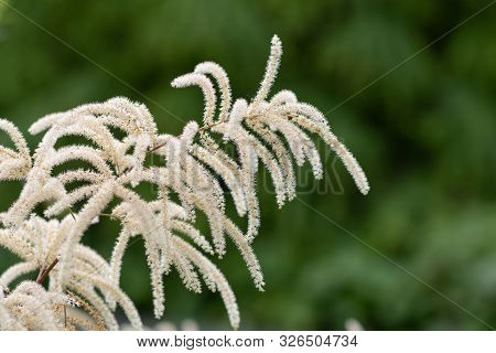 Brides Feathers (aruncus Diocus)