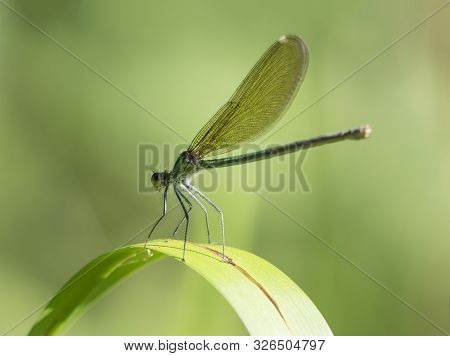 Macro Of Female Banded Demoiselle, Calopteryx Splendens Resting On A Green Leaf. Damselfly Of Family