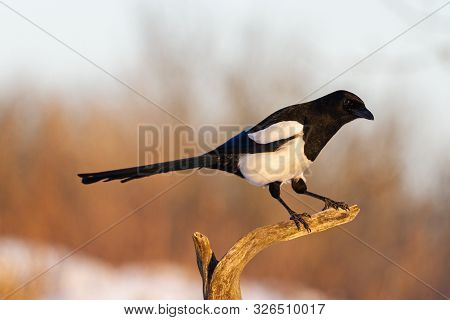 Magpie Sits On A Branch On A Sunny Winter Morning