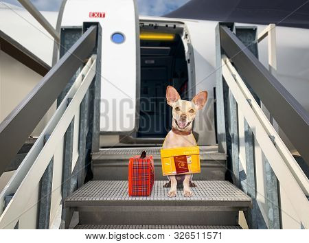 Chihuahua   Dog  With Luggage Bag Ready To Travel As Pet In Cabin In Plane Or Airplane As A Passange