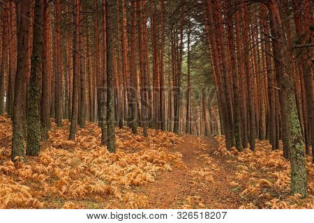 Autumnal Landscape In The Pine Forest