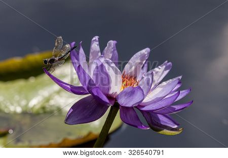 Great Blue Skimmer Dragonfly Libellula Vibrans  On Purple And White Water Lily Nymphaea