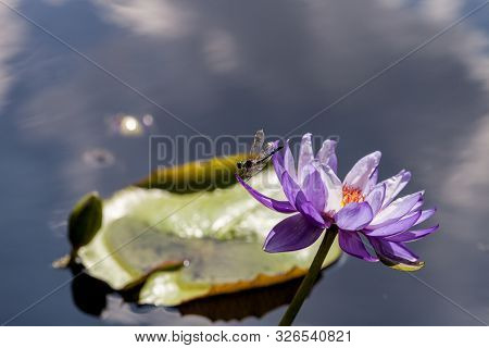 Great Blue Skimmer Dragonfly Libellula Vibrans  On Purple And White Water Lily Nymphaea
