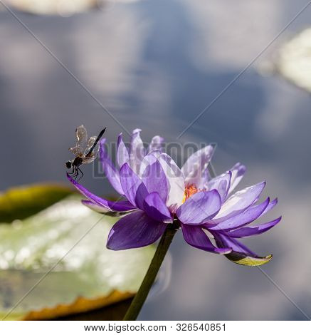 Great Blue Skimmer Dragonfly Libellula Vibrans  On Purple And White Water Lily Nymphaea