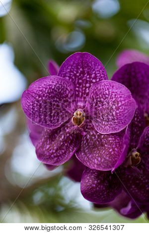 Purple Spotted Aranda Orchid Flower Vandaceous Hybrid Blooms