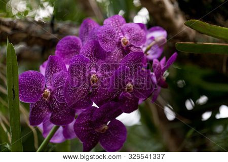 Purple Spotted Aranda Orchid Flower Vandaceous Hybrid Blooms