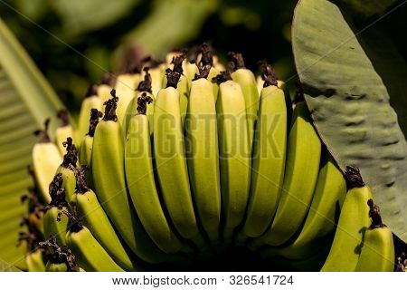 Super Dwarf Cavendish Banana Fruit Musa Acuminate In An Organic Garden