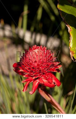 Torch Ginger Etlingera Elatior Red Flower