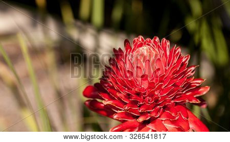 Torch Ginger Etlingera Elatior Red Flower