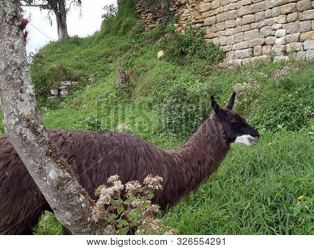 Llama Close To The Walls Of Kuelap Fortress, Kuelap, Luya, Amazonas, Peru, South America