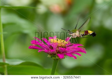 Humming Bird Hamming Bird Butterfly Or Hawk Moth Butter Fly Collecting Flowers