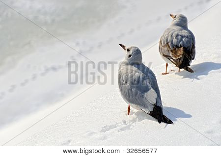 Fiskmåsar i snön