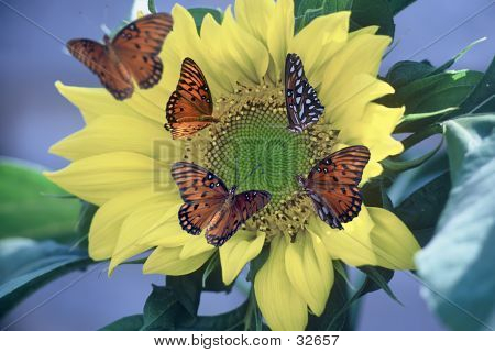 Gulffritillaryies auf Sonnenblume