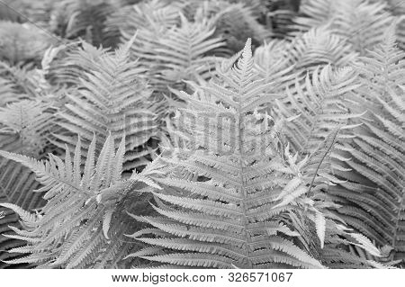 Beautiful Ferns Leaves Green Foliage Nature. Floral Fern Background. Ferns Leaves Green Foliage. Tro