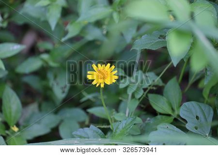 Yellow Flower ,