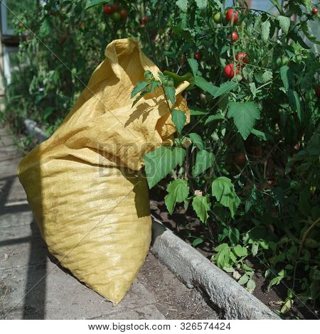 Sack Full Of Tomatoes In A Greenhouse, Outdoor Close-up