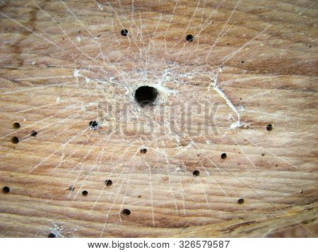 Cobweb And Spider Web On Wooden Background. Close Up Cobweb, Spider Web On Old Wooden Ceiling. Spide
