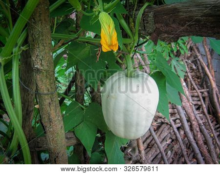 Butternut Pumpkin Or Butternut Squash Or Gramma Winter Squash On Branch In Local Garden At Summer Da