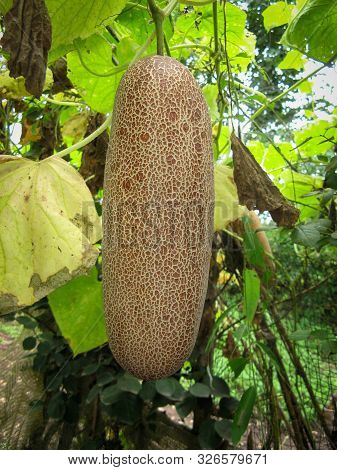 Large Brown Overripe Cucumber On Bush At Summer. Close Up Of One Overripe Cucumber On A Branch For G