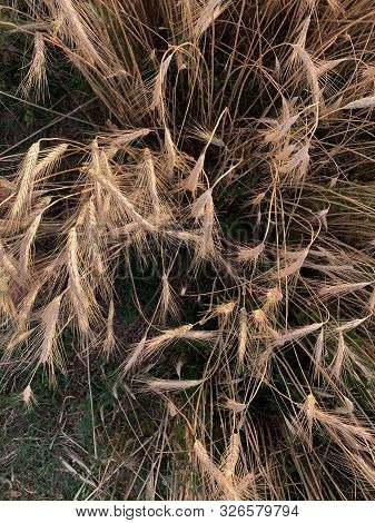 Spelled (triticum Spelta). Grain. Cereal, Species Of The Genus Corn (triticum). Beautiful Sunset Wit