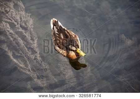Portrait Of A Females Of Duck On The Water