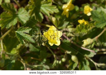 Waldsteinia Yellow Flower - Latin Name - Waldsteinia Geoides